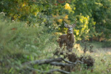 A large white-tailed deer buck stands beside a forest trail in New Jersey, warning to not come...