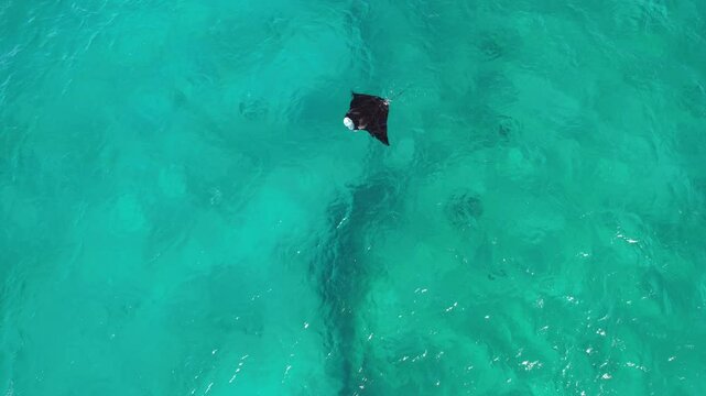 Aerial video of a reef manta ray swimming at the surface of the blue ocean. Ocean drone view, beautiful marine life. Wildlife moment of a black and white mobula in Exmouth, Ningaloo, Western Australia