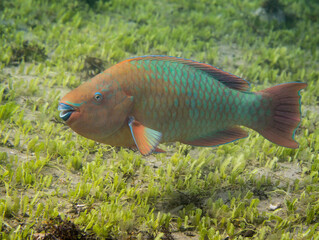 Rainbow parrot fish