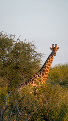 Fototapeta premium Giraffe South Africa
