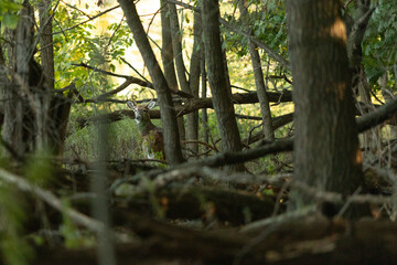 A white-tailed deer buck is camouflaged in a wooded area in New Jersey full of dead trees and branches