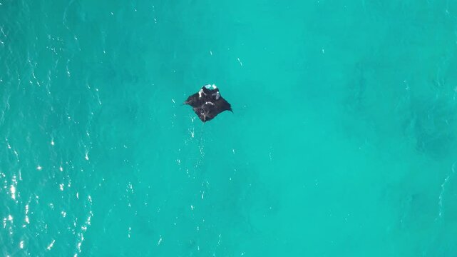 Aerial video of a manta ray swimming slowly at the surface of the ocean. Beautiful marine life filmed in the coral coast of Western Australia. 