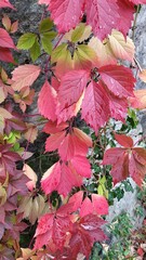 virginia creeper