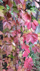 virginia creeper