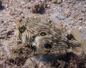 Obraz premium Striped burrfish