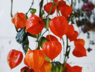 Physalis Vibrant Closeup Vertical Red Autumn Nature Background Beautiful