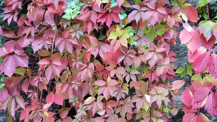 virginia creeper