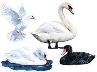 Obraz premium Swans and dove watercolor illustration with pond setting