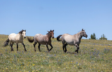 Wild Horse in the Pryor Mountains Montana in Summer