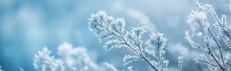 A forest floor covered in hoarfrost, close-up. Early morning fog, a sunny winter day. Seasons, climate change, ecology, botany. Natural blue and white background. Macrophotography, copy space,