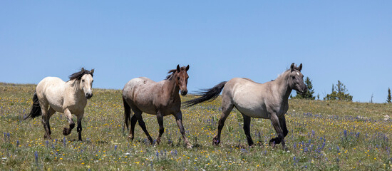 Wild Horse in the Pryor Mountains Montana in Summer
