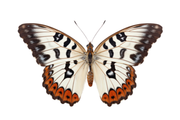 Butterfly nearly indistinguishable from a white background, showcasing its unique camouflage