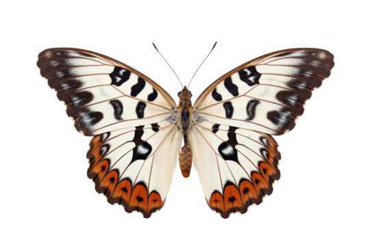 Butterfly nearly indistinguishable from a white background, showcasing its unique camouflage