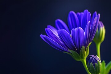 Fototapeta premium Close-Up of Stunning Purple Flower Buds