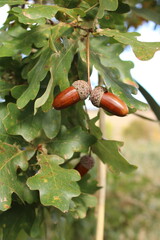Two acorns hang from slender branches, surrounded by vibrant green leaves.   © Ярослав Балащак