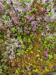 Pink and white flowers in Karelia