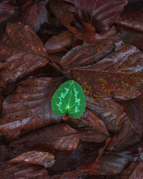 Autumnal Leaves