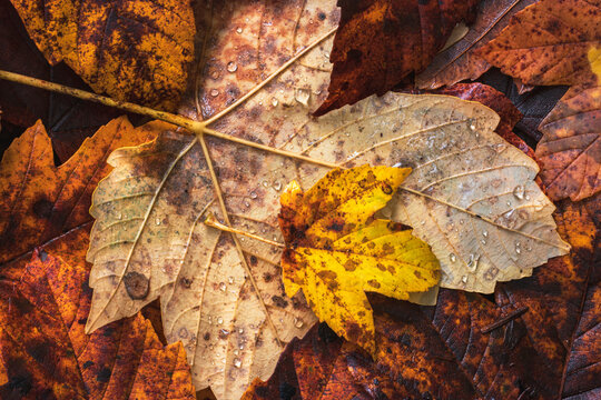 Autumnal Leaves