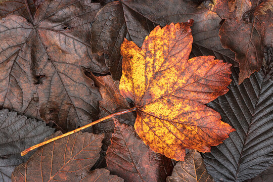 Autumnal Leaves