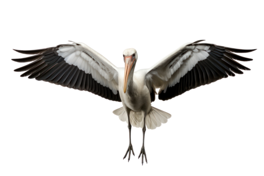 A white stork ascending through the bright, empty sky, showcasing its long wings and slender frame in sharp contrast to the white background