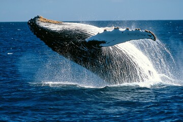 Fototapeta premium A humpback whale breaches the surface of the ocean.