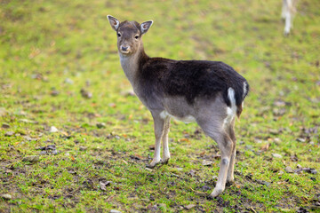 Young fallow deer.