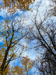 Autumn trees in the park