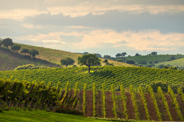 Fototapeta premium Landscape of the Morellino di Scansano wine vineyards. Tuscany region, Italy