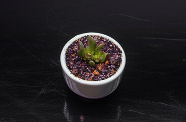 Money Tree Crassula ovata Gimli. Monster Sukulent. Plant for home