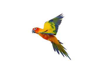 sun conure parrot bird free flying isolated on white background. This has clipping path.