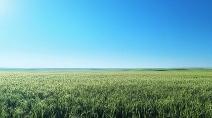 Obraz premium Vast green field under clear blue sky