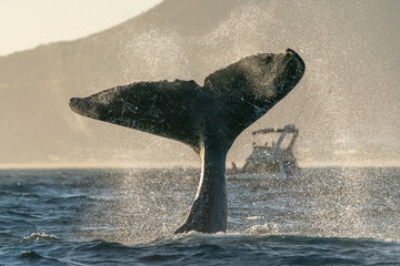 An humpback whale tail slapping near a boat in Cabo San Lucas pacific ocean baja california sur mexico at sunset