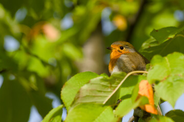 European robin is perching on a tree branch close-up