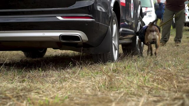 A sniffer dog actively searches the car for explosives. A Belgian Malinois sheepdog at work.