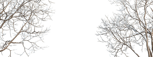 branches of a tree in snow on white background