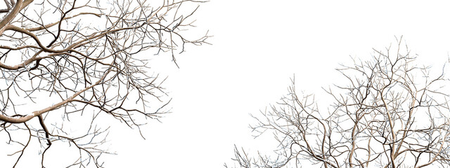 Snow on branches isolated on transparent