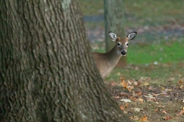 A young white-tailed deer buck pops out from behind a tree in a wooded area in New Jersey. His antlers are just starting to grow.