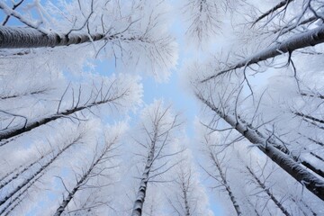 Snow covered trees vegetation outdoors woodland.