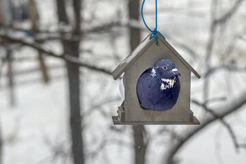 A large blue pigeon has climbed into a small tit feeder and is demanding food. Portrait. Close-up. A day of birds. A winter snowy day. Unsuitable size