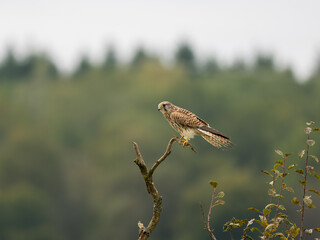 Turmfalke