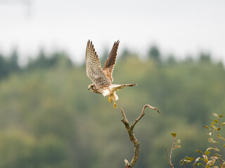 Turmfalke