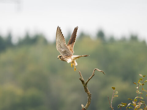 Turmfalke