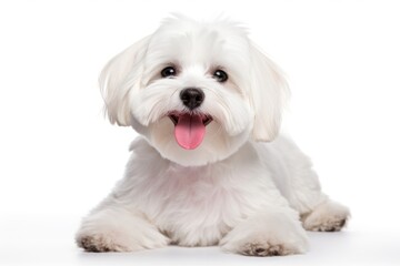 Obraz premium Smiling maltese dog mammal animal puppy.