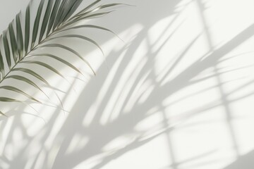 Fototapeta premium Tropical leaf shadows on a background with palm leaves