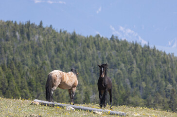 Wild Horse in the Pryor Mountains Montana in Summer