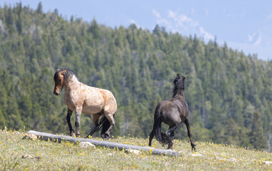 Fototapeta premium Wild Horse in the Pryor Mountains Montana in Summer