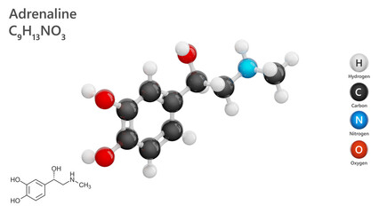 Molecule of Adrenaline (C9H13NO3), is a key catecholamine hormone and neurotransmitter produced by the adrenal glands. Chemical model: Ball and Stick. White background. 3d illustration
