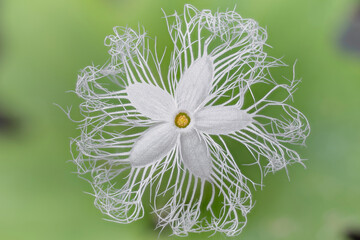 lace flower, snake gourd (Trichosanthes cucumerina var. anguina), Cucurbitaceae. Perennial climbing herb, ornamental plant, white flower.