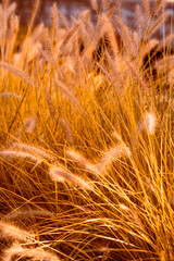 Autumn spikelets in a meadow, illuminated by the sun