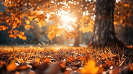 Golden Autumn Leaves Under Sunlight